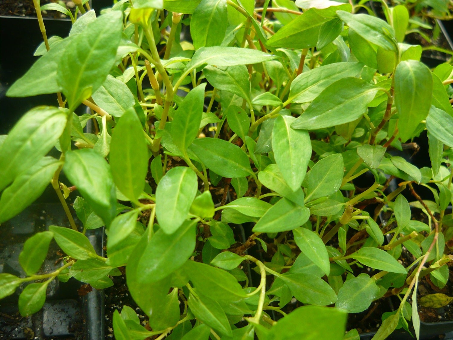 Vietnamese Coriander Rau Raum live plant Ornamental