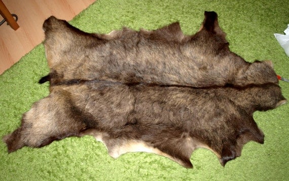 Taxidermia gamuza hermosa alfombra ocultar por alternativetaxidermy