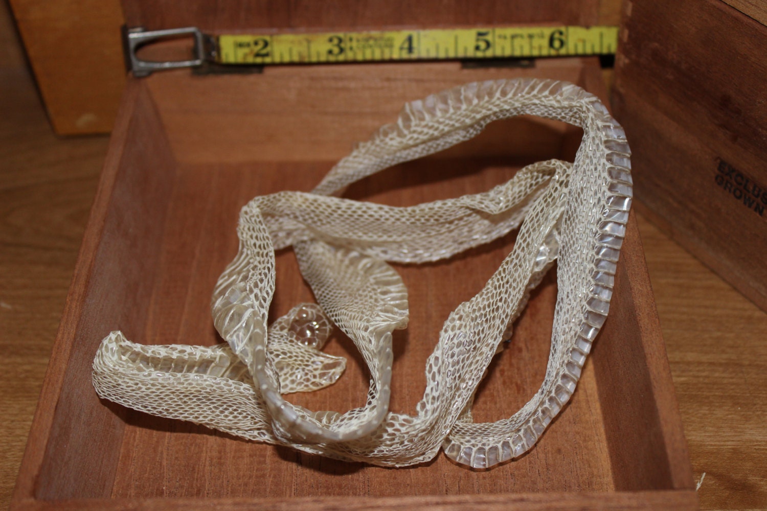 Complete White Sided Bull Snake Shed Skin 34