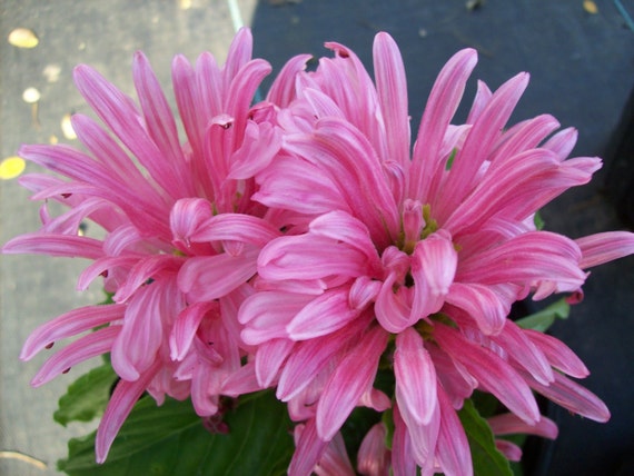 Jacobinia Flamingo Pink Carea starter plant by MorrisPlantNursery