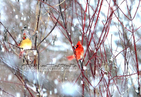 Nature Photography Northern Cardinals Snowstorm Fine Art Winter Bird ...