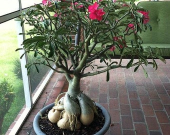 Desert Rose (Adenium obesum) Well Rooted Succulent Plants - Great for Bonsai!