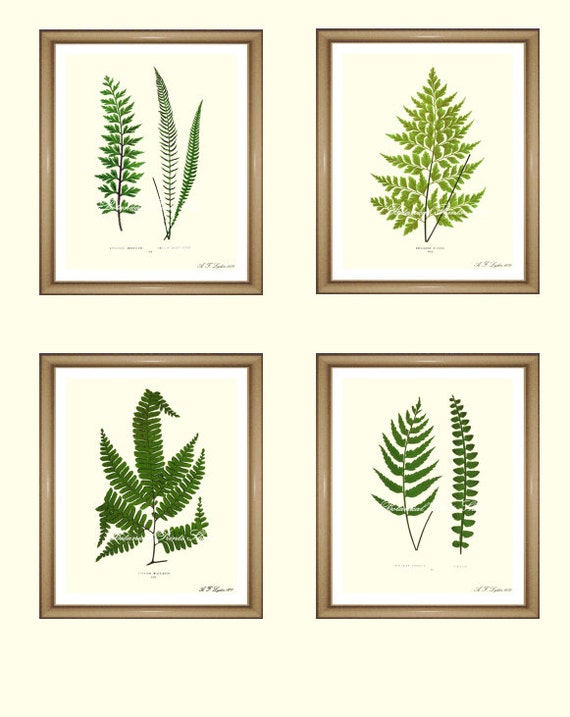 Fern Prints. Botanical Print Set. Any 4 fern prints. Ferns