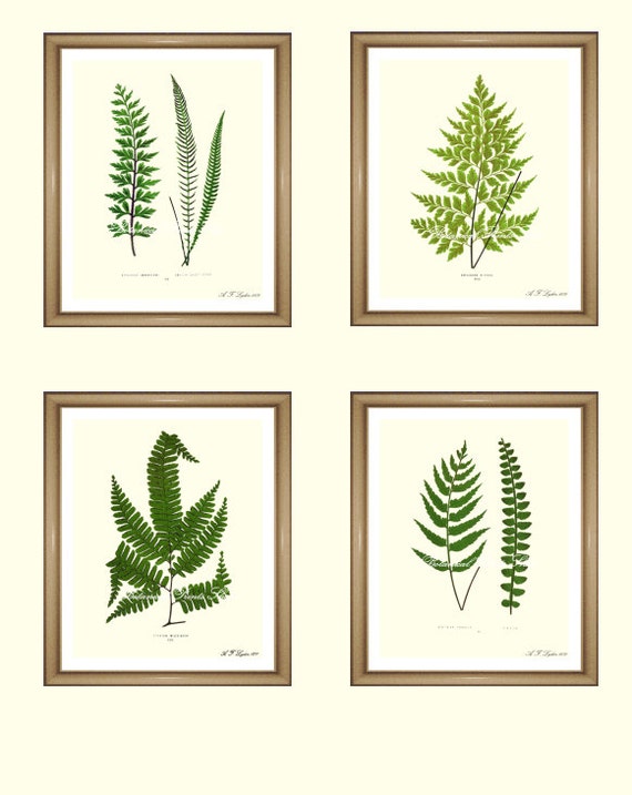 Fern Prints Set. Botanical Print Set. Any 4 by BotanicalPrintsShop