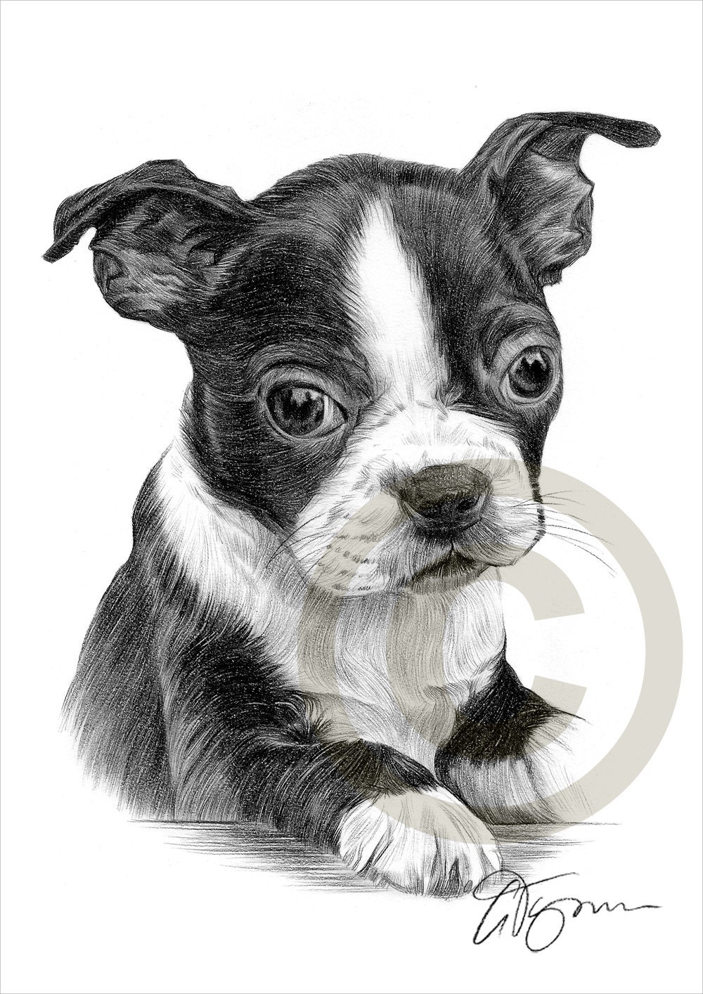 Dog Boston Terrier Puppy pencil drawing print A4 size