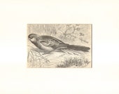 1892 Antique Matted Engraving of the Eastern Rosella