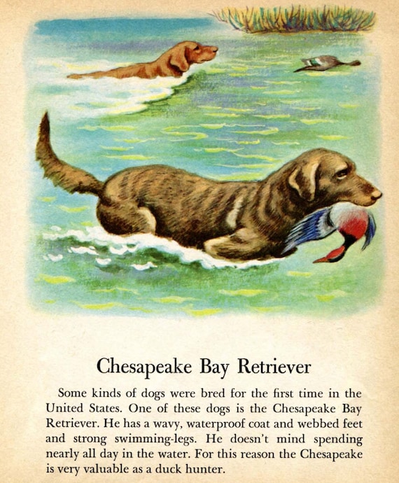 Chesapeake Bay Retriever Duck Hunting Dog Illustration by
