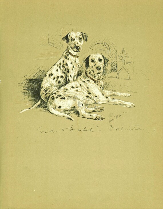 DALMATIAN Dog Print, Puppy Print, Wall Decor, Wall Art, Antique Decor, Interior Design, Lucy Dawson, 1930s Home Decor, Dog Decor, B-3