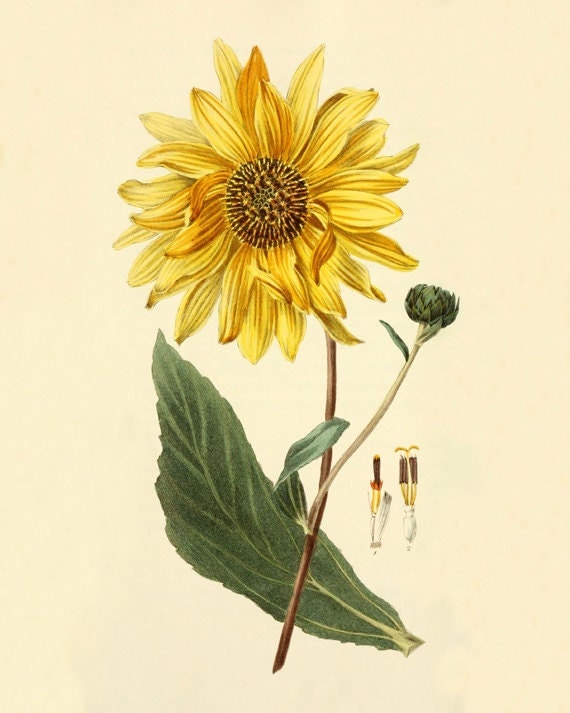Download Items similar to Vintage sunflower art print Antique ...