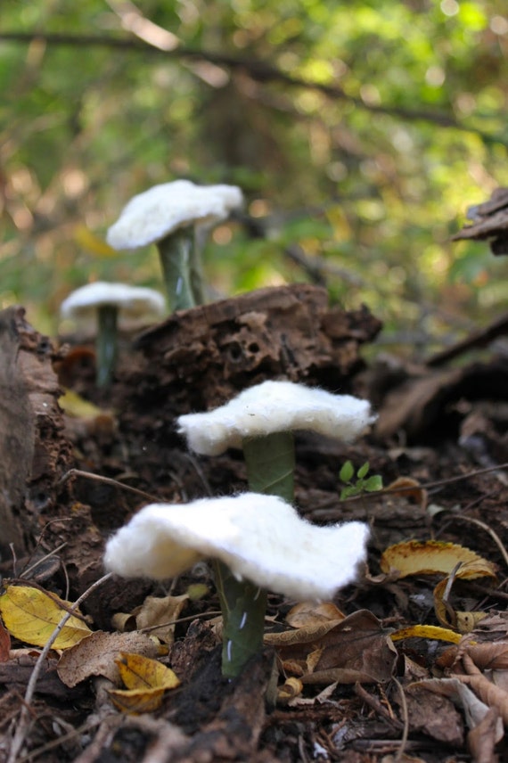 Fiber Art Installation Photo of Mushrooms Knitted from