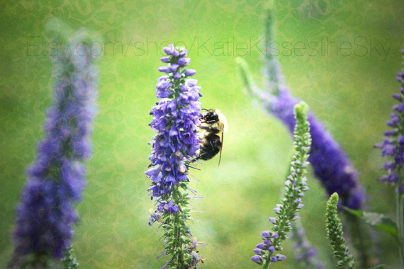 Fine Art PRINT " Honey Bee " Nature Photography Love Summer Demask Decor Wall Art Fuzzy Buzzing Cute Spring Bumble Purple Flowers Nursery