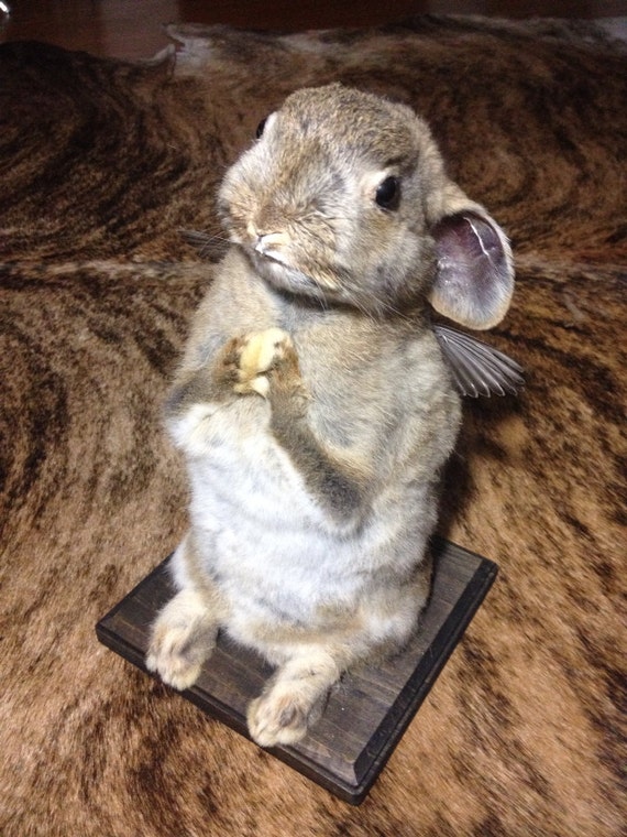 Taxidermy Rabbit Full Mount w/ Angel Wings by LepusLapin on Etsy