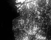 Direct download / Photographic art spiderweb willow / fall autumn / black and white / nature photos