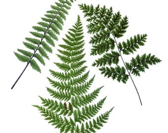 Vintage Botanical Fern Temporary Tattoo - "Fernetic"