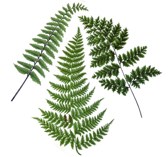 vintage botanical fern temporary tattoo fernetic vintage botanical fern temporary tattoo fernetic