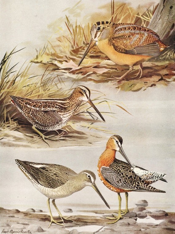 Download Woodland Bird Print Wilson's Snipe & by ParagonVintagePrints