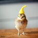 SALE Note Card Chick in Yellow Pointy Hat Folded Photo Card With Envelope (1)