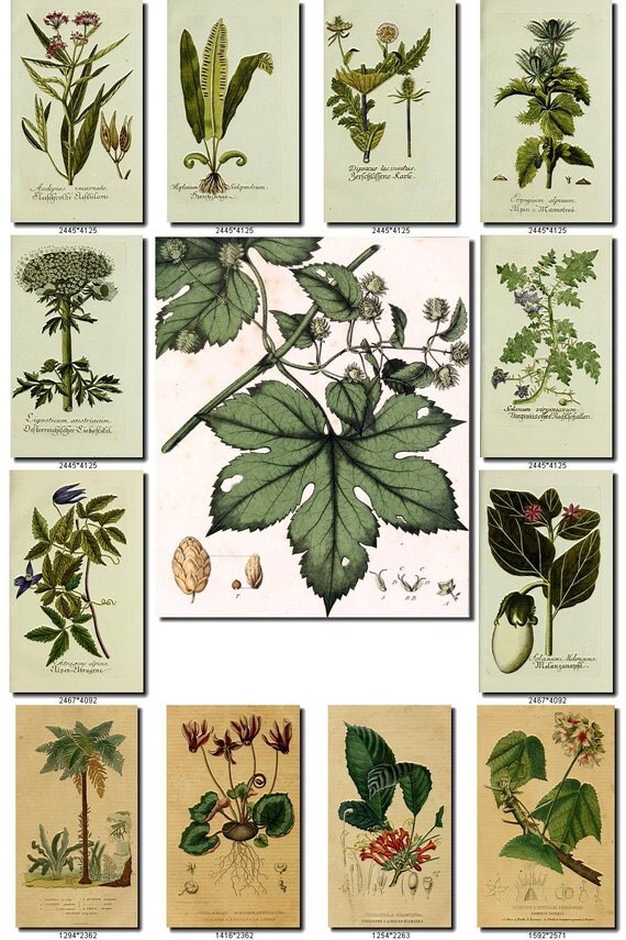 LEAVES GRASS-35 Collection of 193 vintage images vegetable botanical High resolution digital download printable herbarium flowers ferns dpi