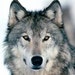 ladywolf4650