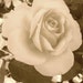 Little.Miss.Rose