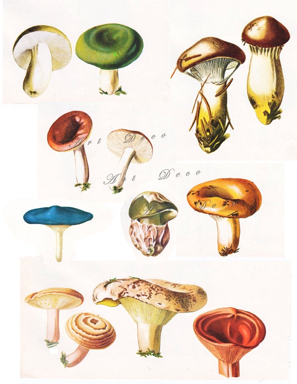 mushrooms scientific illustration a vintage printable by ArtDeco