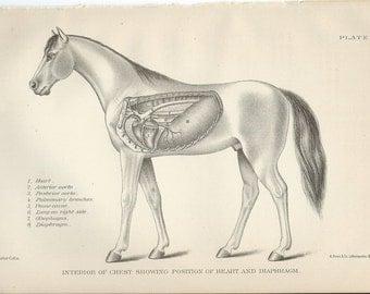 Horse anatomy | Etsy