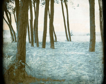 Pink Blue Photograph--Beach Trees--TTV Fine Art