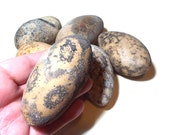 Egg Gourds 6 Large Goose Size Beige Tan Eggs Organically Grown Primitive Rustic Bowl Filler Decor Easter Kids Craft Cottage Chic Ornies Eggs