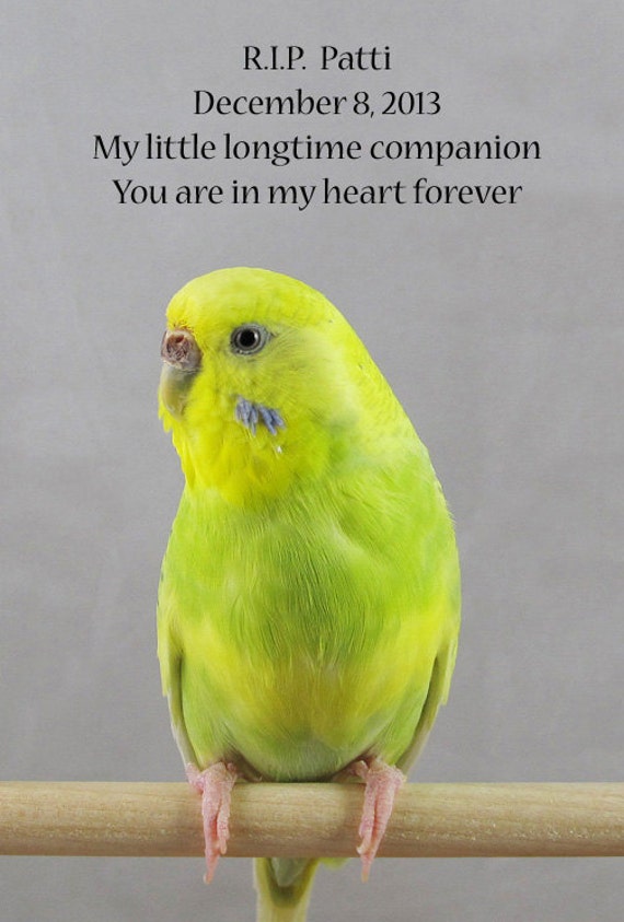 Parakeet Size Therapeutic Preening Perch small bird toy