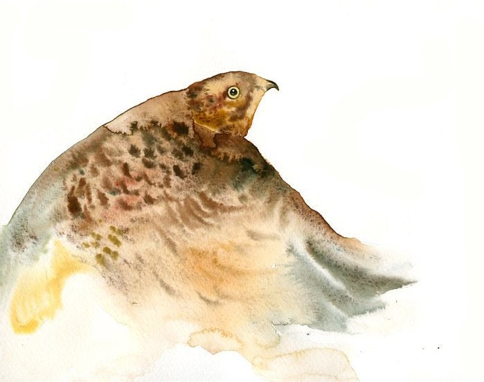 HAWK Original watercolor painting 10X8inch