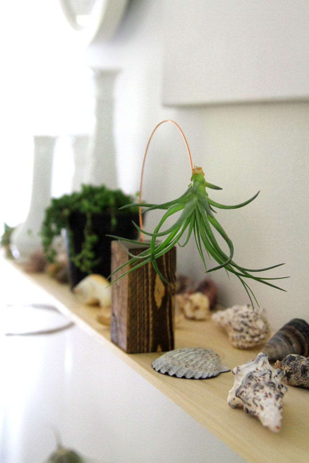 air plant holder