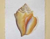 Original watercolour sea shell illustration painting ocean beach series