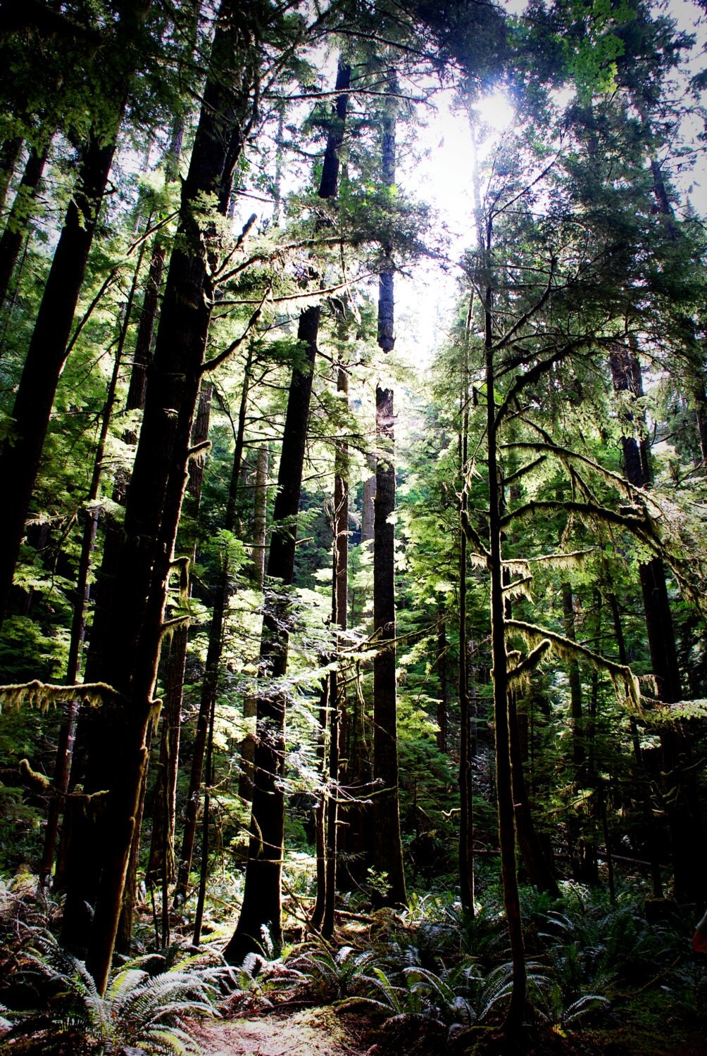 Washington State Trees Fine Art Photography by michelleleadesigns