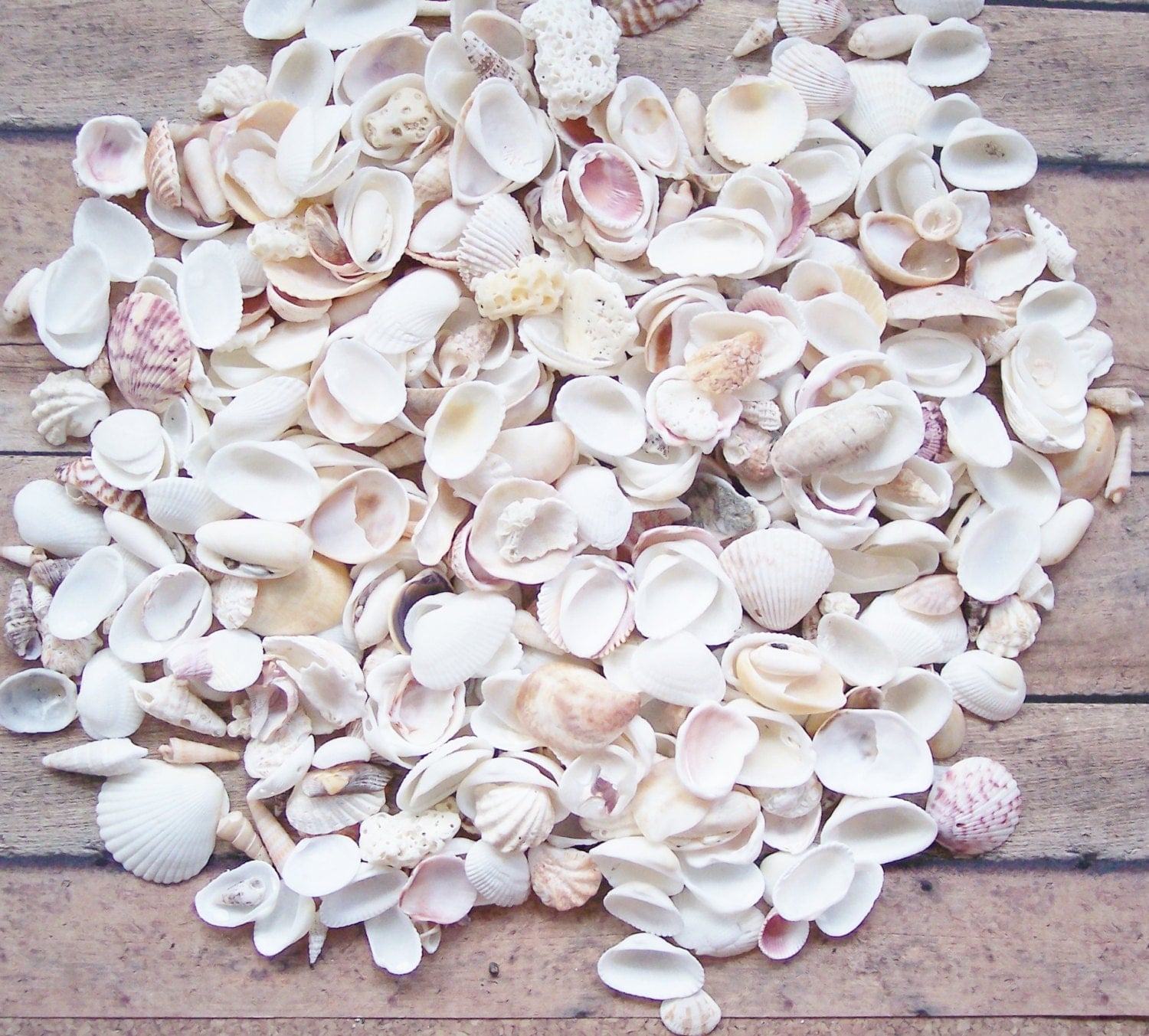4 LB Bulk Craft Shells Seashells Florida / Beach Decor
