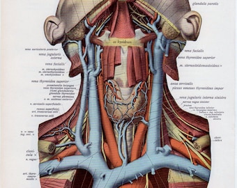 Neck Anatomy Diagram - Head and neck anatomy - Wikipedia / In radiology
