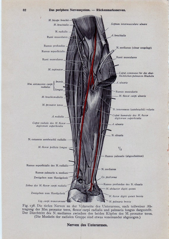 Human Arm Muscles Diagram - Pin by ashlee brown on Anatomy | Leg