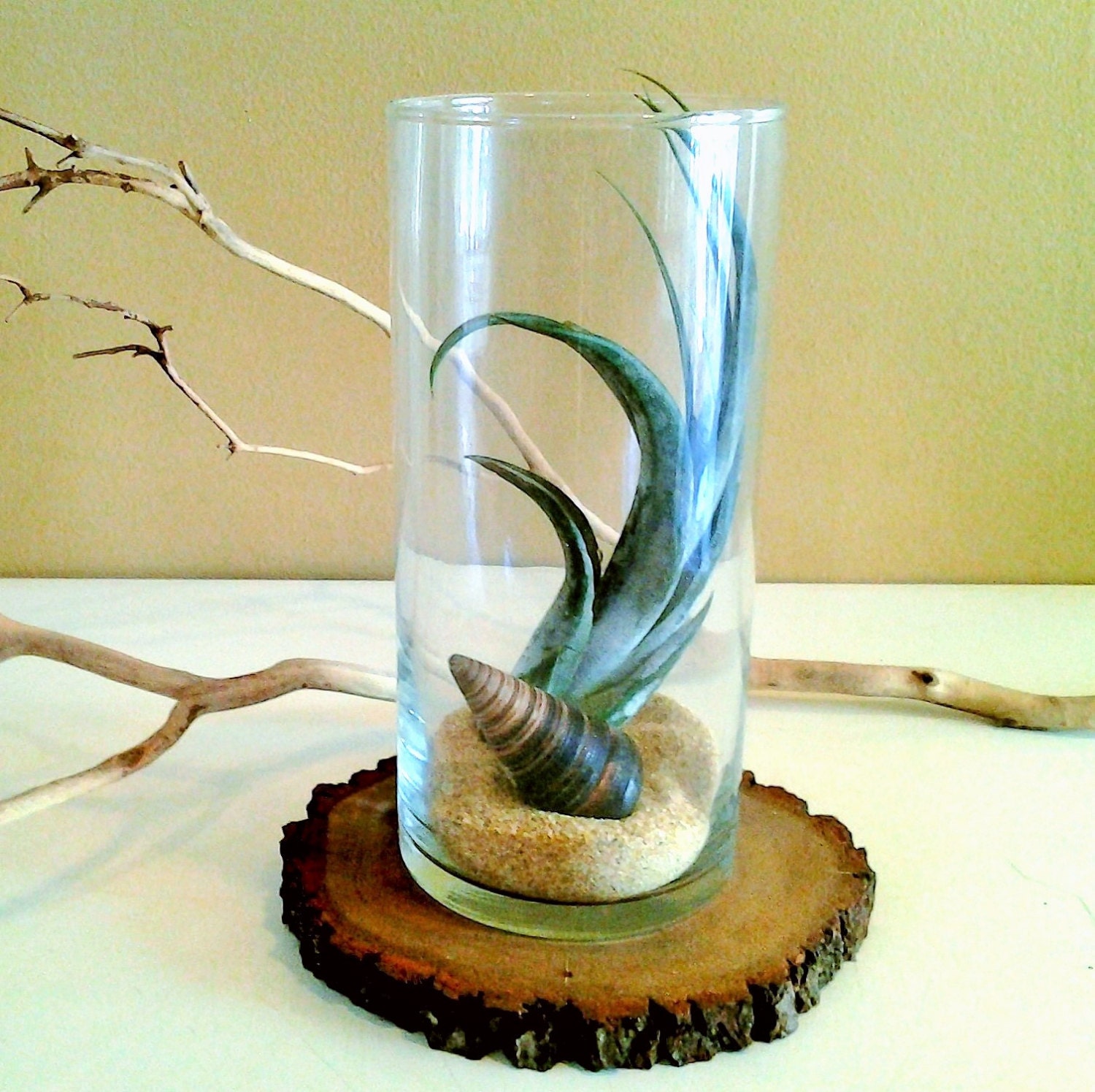 Air plant terrarium glass vase Air plant Sea shell