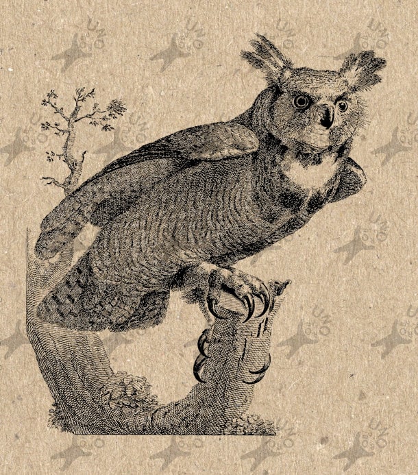 Vintage image Owl Instant Download Digital printable by UnoPrint
