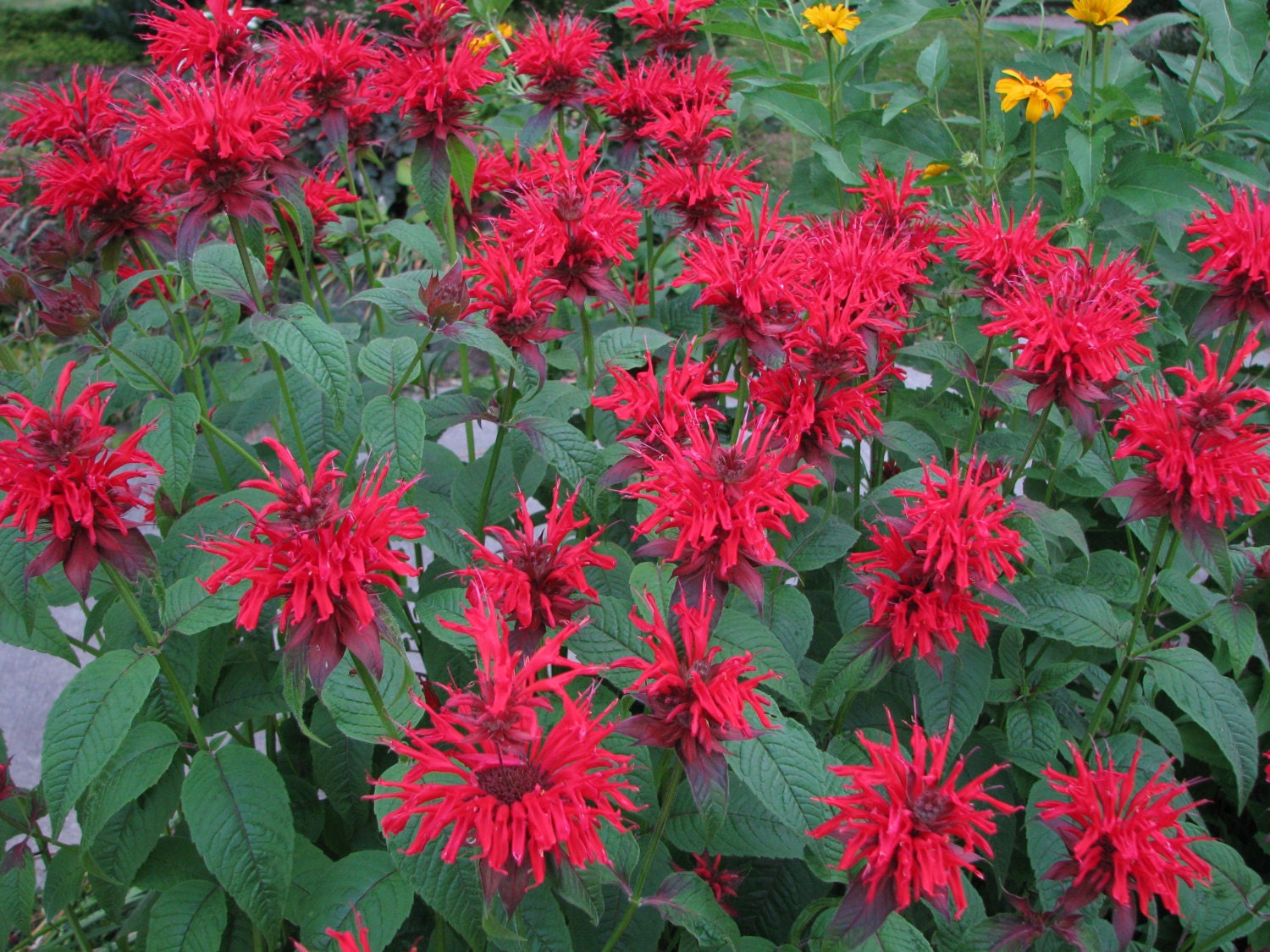 red bee balm plant