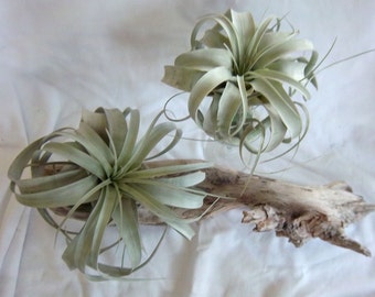 Air Plant Xerographica with FREE plant!