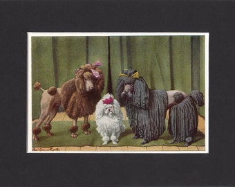 Poodles Print 1919 Vintage Dog Print by Louis Agassiz Fuertes Small Picture Mounted + Mat 8" x 6" Print