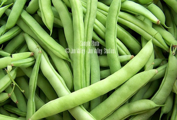 volunteer-half-runner-green-bean-seeds-garden-by-serendipityln