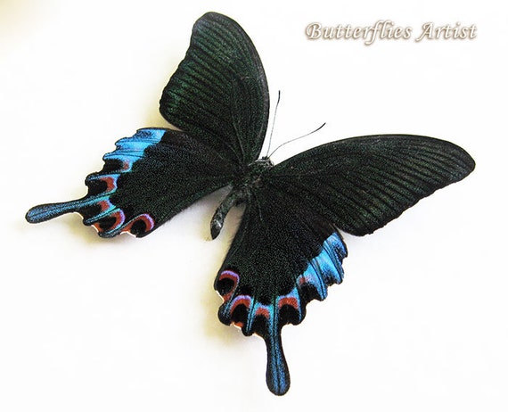 Papilio chikae - Alchetron, The Free Social Encyclopedia