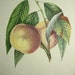Alexandre Bivort Antique Fruit Print Peach DRAP D'OR