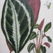 Large Van Houtte Botanical Print Peacock PLANT Maranta Vanden Heckei,