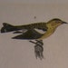 Alexander Wilson H/C Antique Bird Print Hawk Warblers