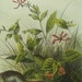 Audubon Antique Print 1854 Quadruped  Octovo American Marsh Shrew Plate 125