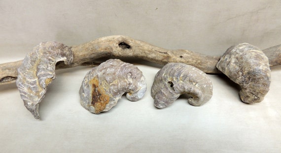 dinosaur toenail fossil