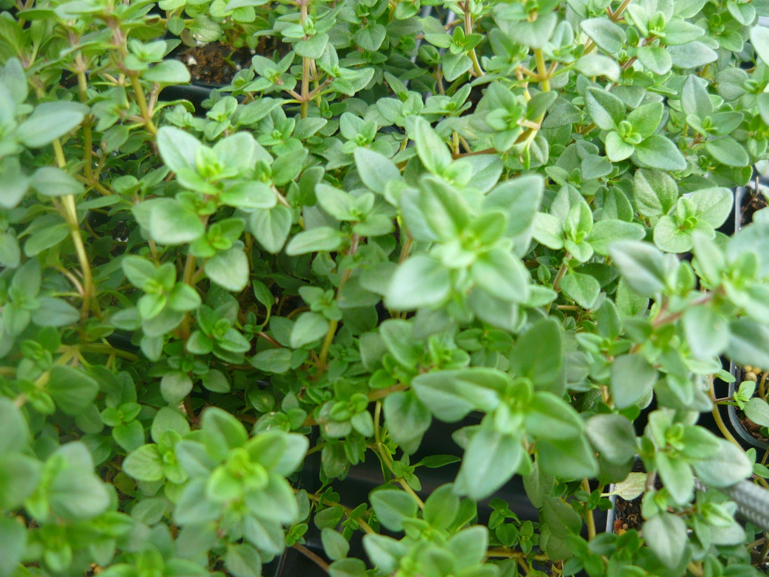 Lemon Thyme Live herb plant.