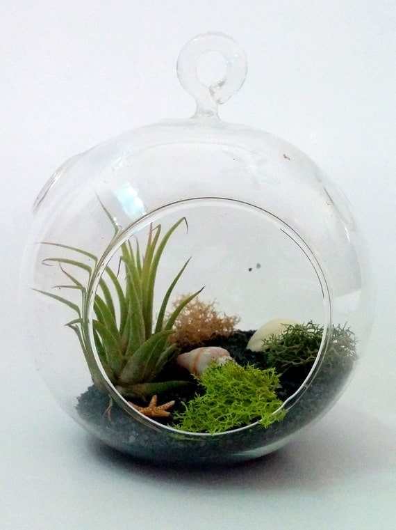 https://www.etsy.com/ie/listing/179626690/complete-diy-air-plant-miniature-garden?ref=shop_home_active_10